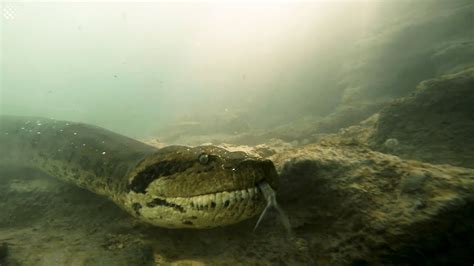 Awe-Inspiring Beauty: Face to Face with the Majestic Anaconda