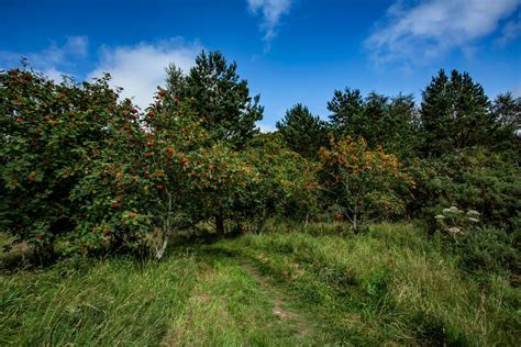 Awe-inspiring Exploration: Unveiling the wonders of Pale Berries