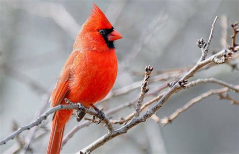 Baby Cardinals and Love: Exploring the Symbolic Significance in Romantic Relationships