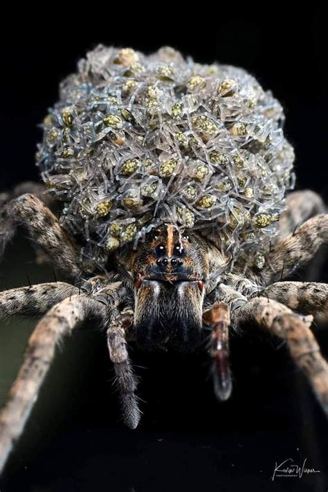 Baby Spiders as an Archetypal Representation