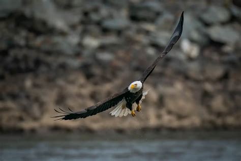 Bald Eagle Dreams: Decoding the Symbolic Meanings