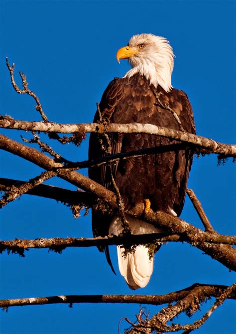 Bald Eagles in Native American Mythology and Legends