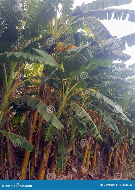 Banana Leaves: A Symbol of Fertility and Abundance