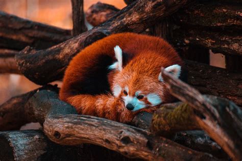 Behind the Adorable Countenance: Recognizing the Ecological Significance of Red Pandas