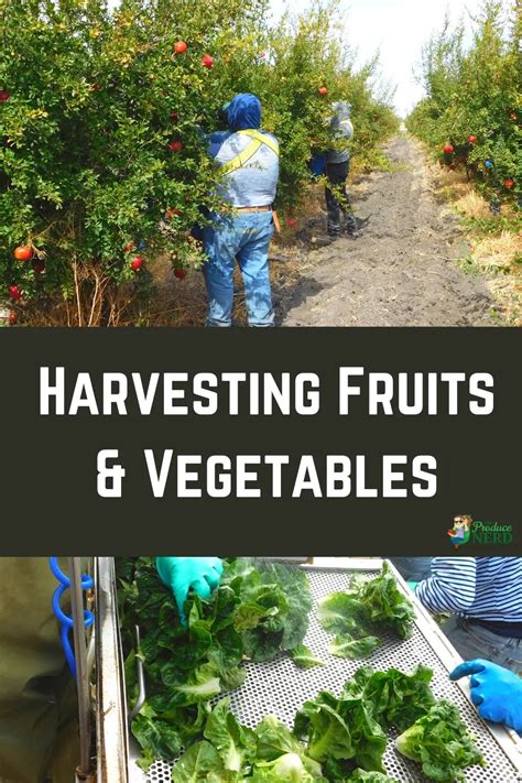 Behind the Scenes: The Growth and Harvesting of Fruits