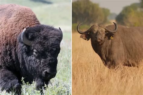 Behold the Magnificence: Understanding the Physical Characteristics of Bison