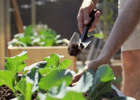 Benefits of Cultivating Your Own Edible Plot: Reaping the Rewards of Homegrown Produce