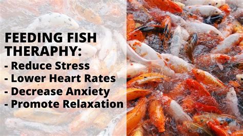 Benefits of Enjoying Fish Feeding: Promoting Relaxation and Well-Being