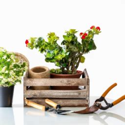 Benefits of Indoor Gardening: Enhancing Your Environment and Enriching Your Life