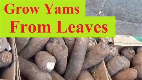 Best Practices for Planting and Caring for Yam Seedlings