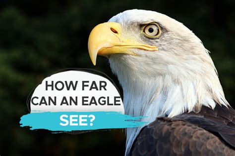 Beyond 20/20: Exploring Eagles' Superior Distance Vision