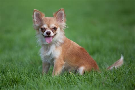 Beyond Dimension: Unveiling the Grand Personalities of Tiny Chihuahuas