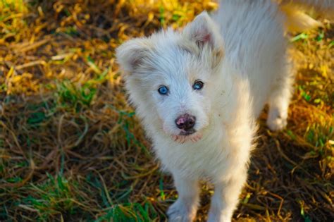 Beyond Sadness: Recognizing and Treating Canine Depression