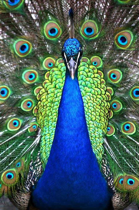 Beyond Vanity: Understanding the Peacock's Significance in Mythology and Religion