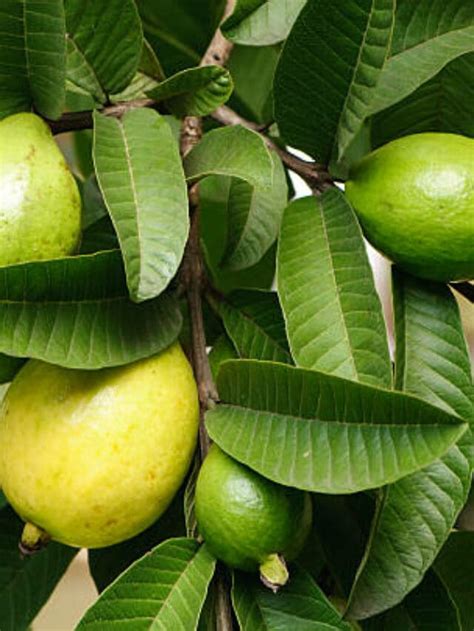 Beyond the Fruit: Discovering the Advantages and Applications of Big Guava Leaves and Extracts