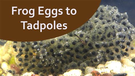 Beyond the Pond: Exploring the Wonders of Frog Egg Development