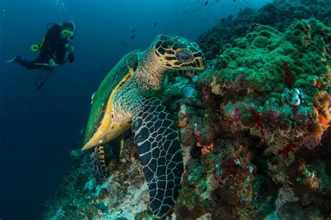 Beyond the Reef: Exploring Zanzibar's Deep-Sea Diving Sites