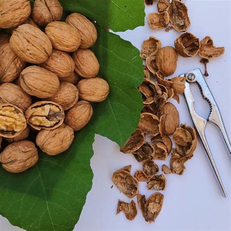 Beyond the Shell: Alternative Uses of Walnuts in Beauty and the Arts