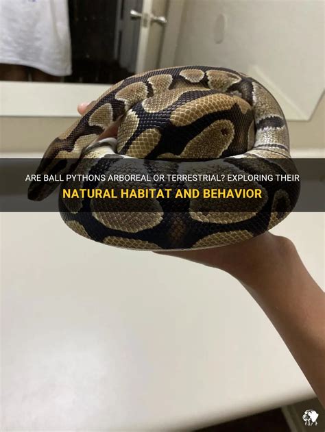 Beyond the Surface: Exploring the Intriguing Behavior of Ball Pythons