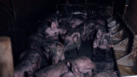 Beyond the Surface: Revealing the Depths of Pig Reveries