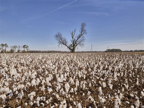 Beyond the White Sea: Discovering the Colors of Cotton Fields