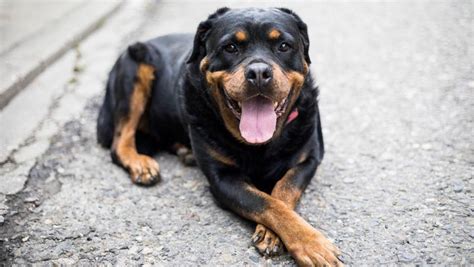 Big Hearts and Gentle Souls: Understanding the Rottweiler's Temperament