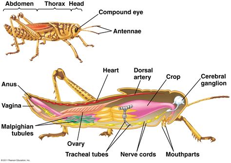 Biology and Characteristics of Toxic Insects