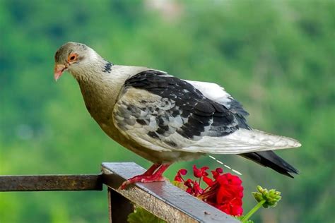 Birds, Excrement, and Transformation: Discovering the Potential Message of Growth and Change in Bird Poop Dreams