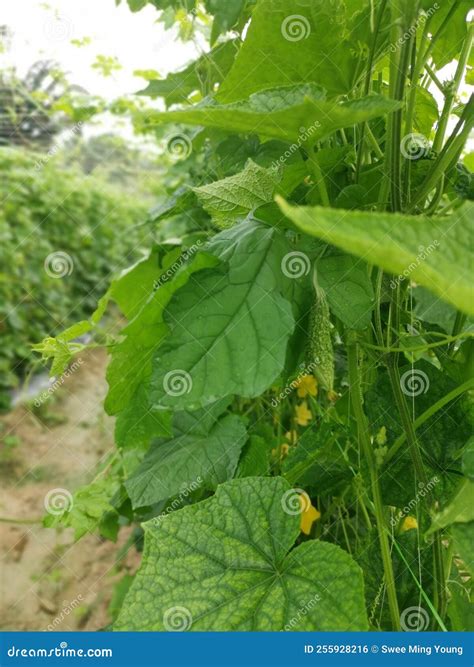 Bitter Gourd as a Sustainable Crop: Environmental Impact and Conservation Efforts