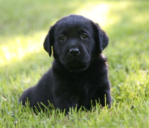 Black Labrador Puppies: Perfect Companions for Active Lifestyles