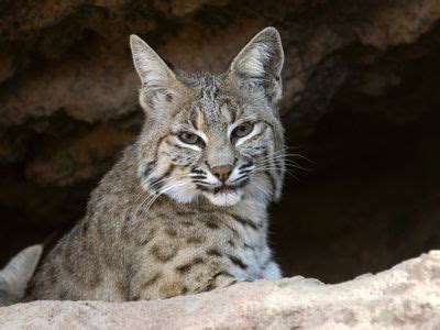 Black Lynx in Native American Beliefs: Wisdom and Intuition