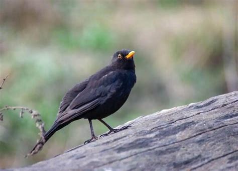 Blackbirds as Messengers: Deciphering their Symbolism in Dreams