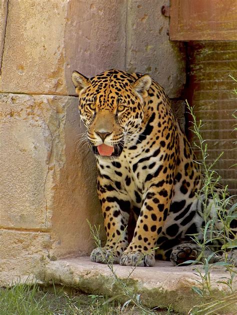 Blending In and Standing Out: The Art of Camouflage in the World of the Spotted Feline