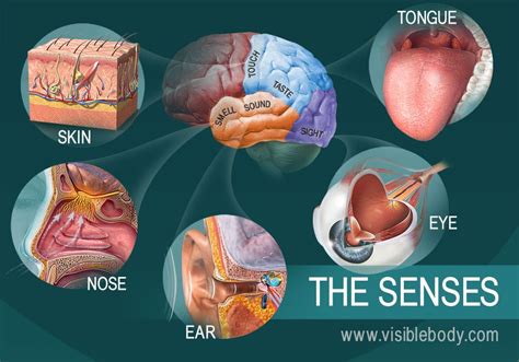 Blue Velvet and the Senses: Exploring the Connections to Taste, Smell, and Sound