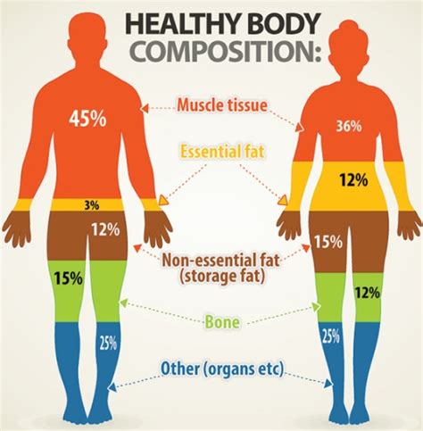 Body Composition and Physical Wellness