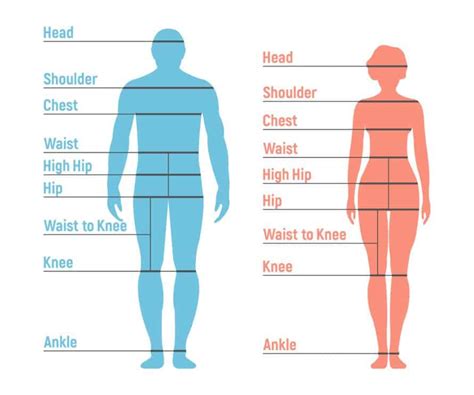 Body Measurements: Inari's Measurements