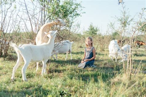 Bonding with Little Goat Kids: The Enchantment of Animal Petting Farms