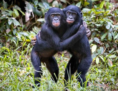 Bonobos: The Peaceful Primates of the Congo Basin