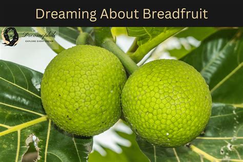 Breadfruit Dreams: Unveiling the Personal Interpretation