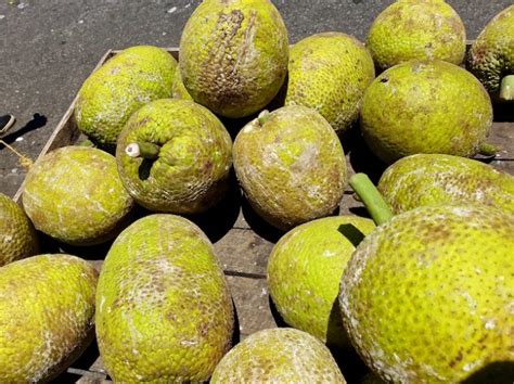 Breadfruit as a Cultural Experience: Festivals and Traditions