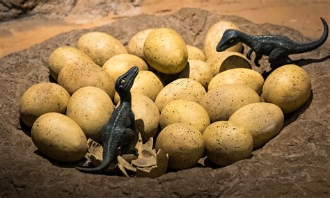 Breaking Boundaries: Dinosaur Eggs from Around the Globe