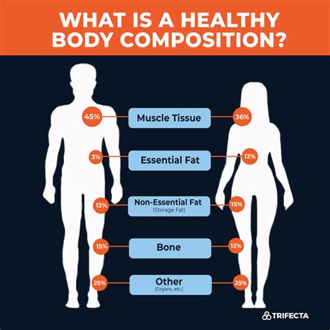 Breaking Down St. Merrique's Body Composition