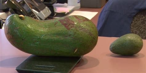 Breaking Records: Unleashing the Potential of Giant Avocado Varieties