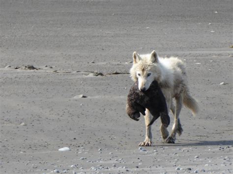 Breaking Stereotypes: Wolves as Social Creatures