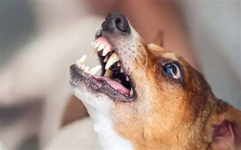 Breaking the Cycle: Effective Solutions for Dealing with Canine Aggression