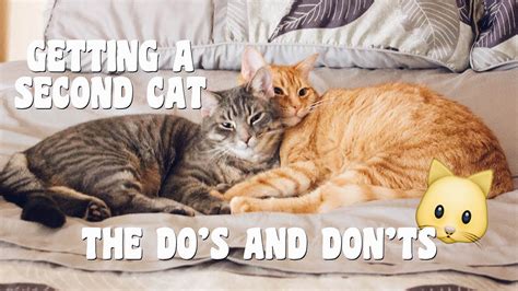 Bringing Charming Kittens into Your Household: Essential Advice