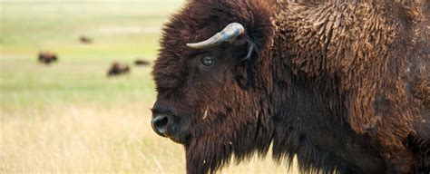 Buffalo Slaughter as a Symbolic Warning: Reflecting on the Implications and Lessons