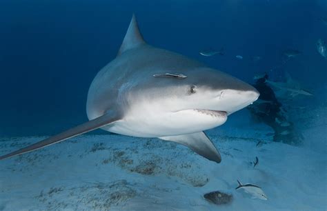 Bull Sharks and Their Unconventional Habitat: Thriving in Freshwater