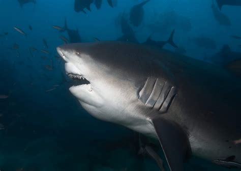 Bull Sharks as a Key Species: Evaluating the Health of Marine Ecosystems