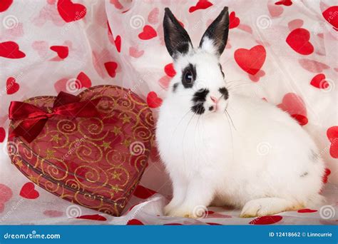 Bunny Valentine Bio